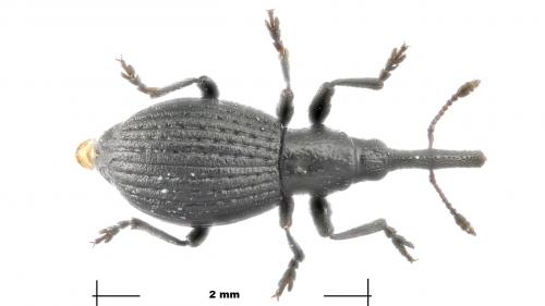 Réf. 270 042 : Synapion ebeninum